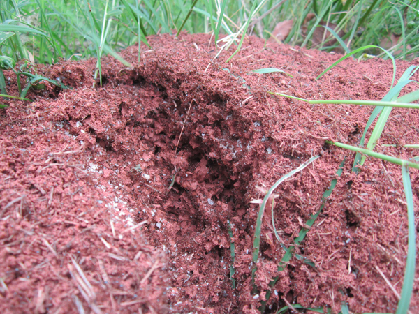 公園、社區(qū)、校園等公共場(chǎng)所進(jìn)行有效紅火蟻防制